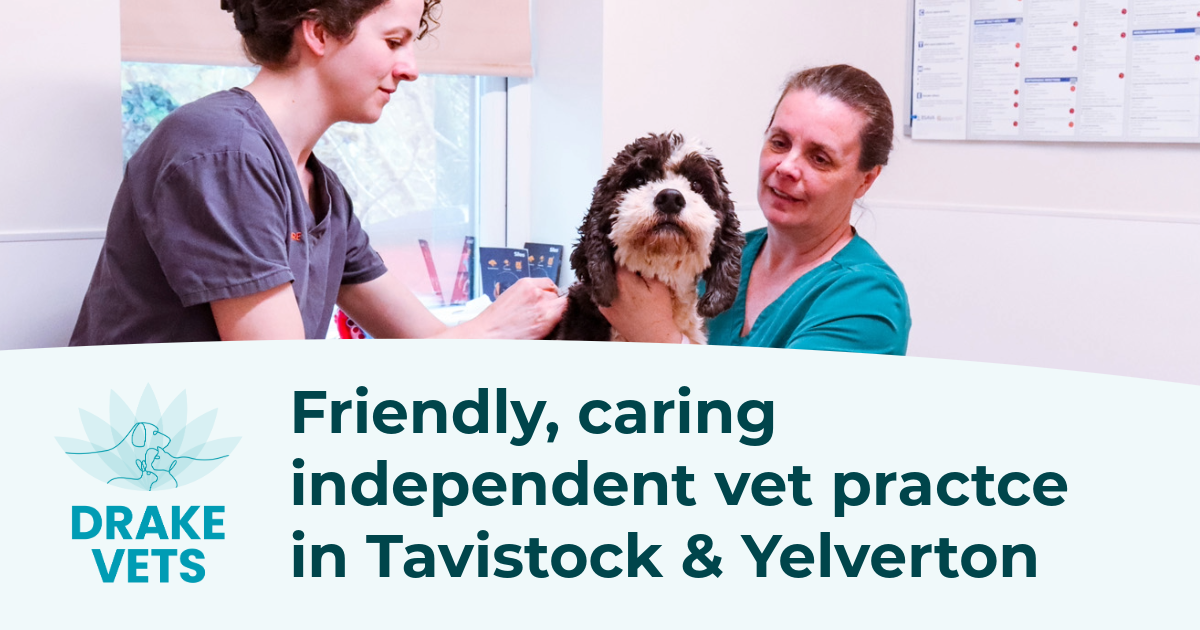 Drake Vets Practice in Yelverton & Tavistock | Trusted Vet Care