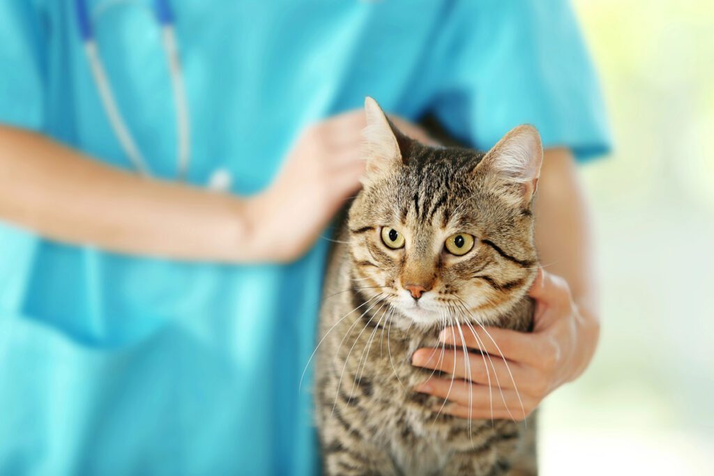 What do you get with a pet health plan for cats?