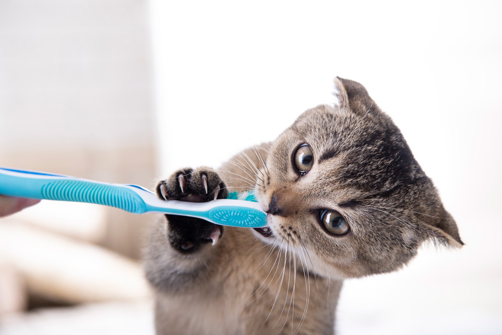 pet dental health