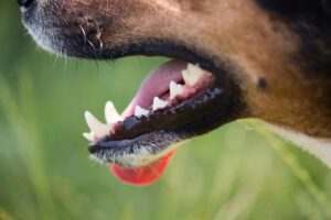 pet dental health